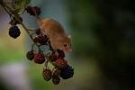 Interpreting Dreams About Mice: Uncovering Hidden Meanings and Symbols