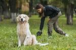 K9Lady: Empowering Dog Owners Through Expertise and Community