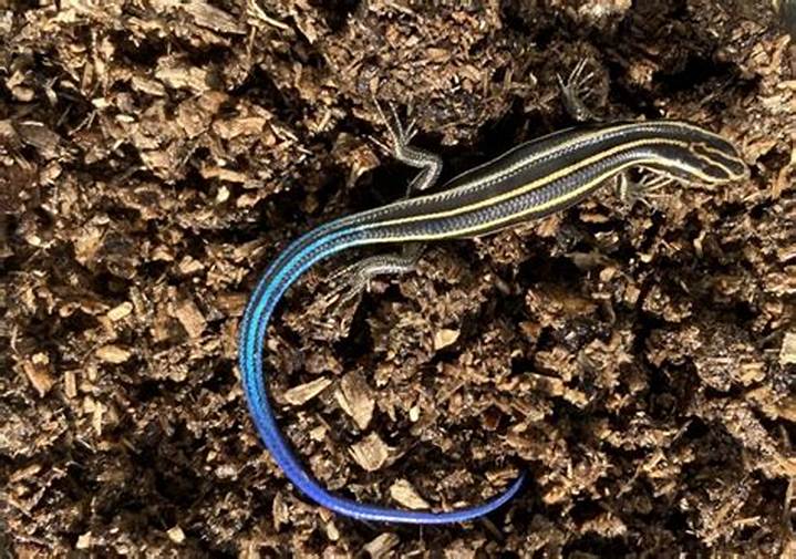 カナヘビ と トカゲ の 違い：見分け方から生態まで決定版ガイド