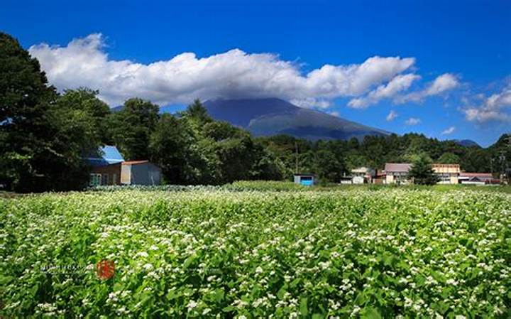 軽井沢発地市庭: 高原野菜の宝庫と地域密着型直売所の魅力