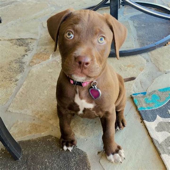 Labrador Mixed with Pitbull Puppies: What to Expect Before You Adopt