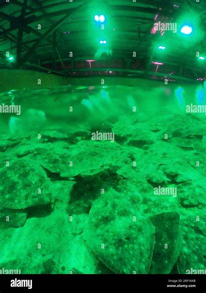 Maru Sumi Fish Farming: What “丸 敏 養魚 場” Means and How Fish Farms Operate