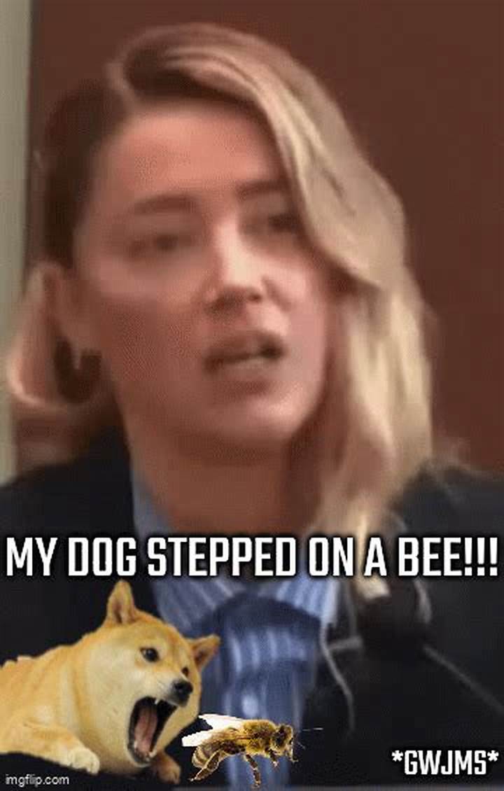 My Dog Stepped on a Bee: What to Do, What to Watch For