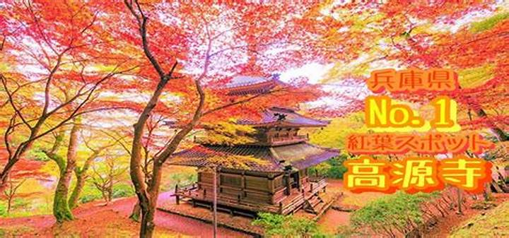 西川口のマツタケヒロシ：知られざる実像と地域に根ざした活動の全貌