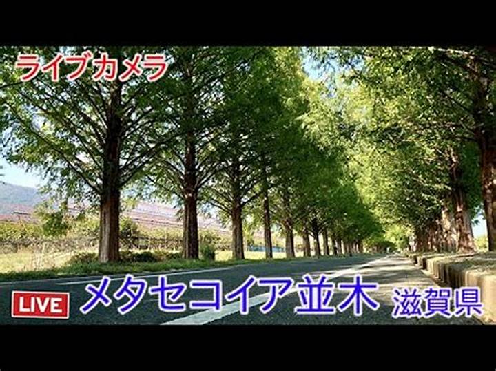 滋賀県メタセコイア並木ライブカメラで見る四季と混雑情報