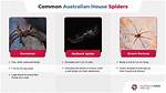Skip This, Aarachnophobes. .. Smuggler Hides Live Spiders Inside Nintendo Cartridges
