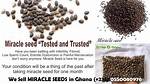 The Incredible Benefits of Miracle Seed: Unveiling Nature’s Gift