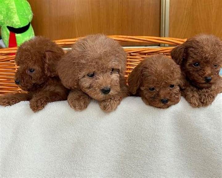 トイプードルの目が小さい原因と対策｜健康管理の完全ガイド