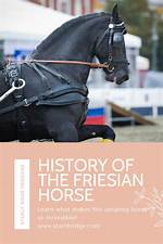Unveiling the Enchanting History of Friesian Horses: a Journey of Discovery