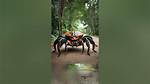 Unveiling the Wonders of the Coconut Crab: Discoveries and Insights Await