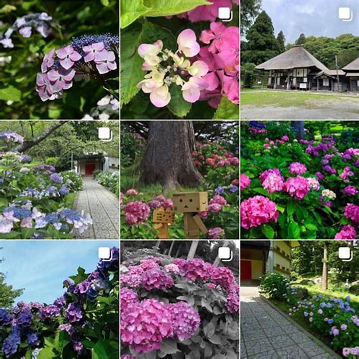 有珠善光寺の紫陽花が魅せる北海道の夏──1000株が彩る古刹の静謐
