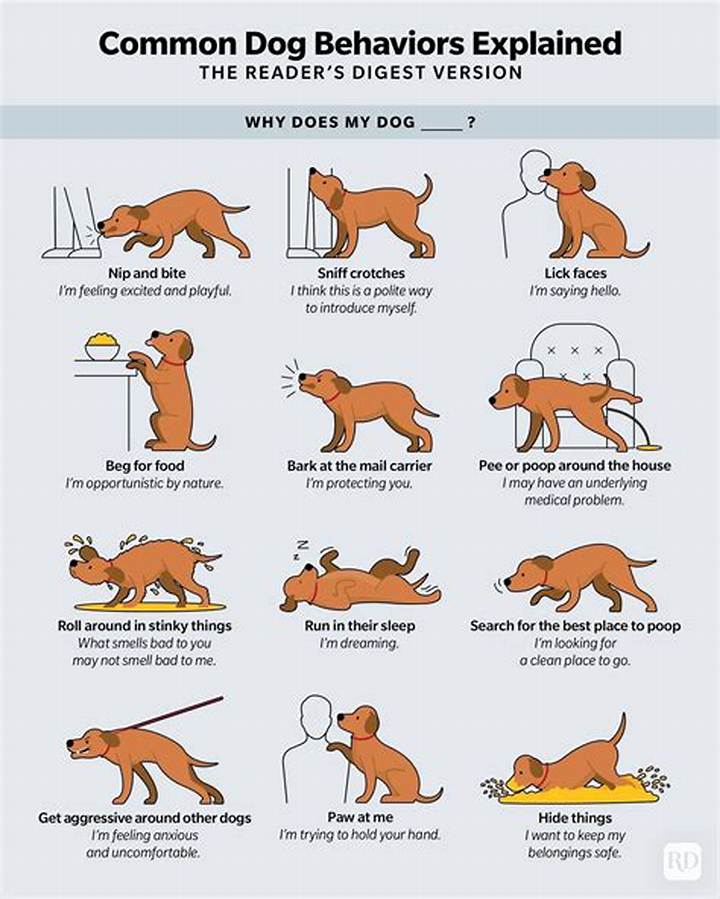 「What the Dog Doin」って何？犬の行動を見抜く読み解きガイド