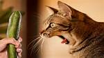 Why Are Cats Scared of Cucumbers? Understanding the Feline Fear
