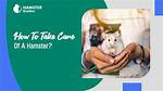 X Hamster: a Comprehensive Guide to Care, Types, and Lifespan