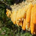 Beccaglia-Summer Corn-MainPhoto