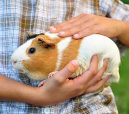 Kids Starter Pet, Guinea Pig