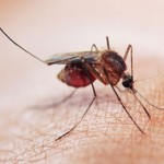 Texans-Living-in-Fear-of-West-Nile-Virus-MainPhoto