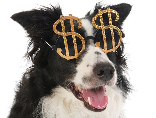 The-Financial-Cost-of-Owning-a-Dog-MainPhoto