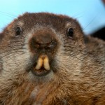 Groundhog-Day-A-Fun-Tradition-with-Ancient-Roots
