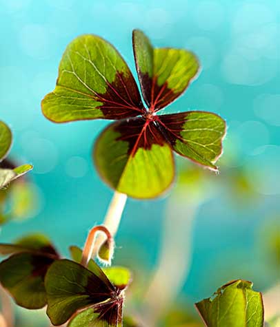 Fun & Green Family Crafts & Activities for Saint Patrick’s Day