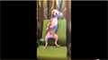Dog Dancing Gangnam Style