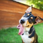 Benefits of Dog Training; How it Can Save Your Relationship