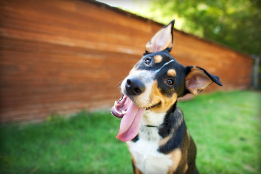 Benefits of Dog Training; How it Can Save Your Relationship