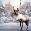 5 Life Lessons from Rudolph the Red-Nosed Reindeer-SliderPhoto