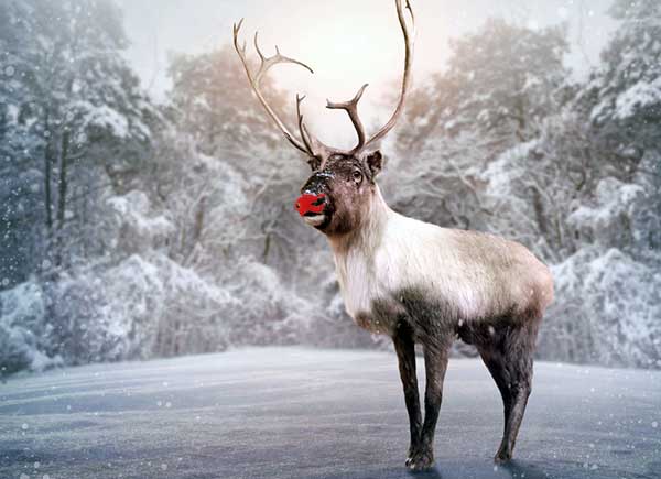 5 Life Lessons from Rudolph the Red-Nosed Reindeer-SliderPhoto