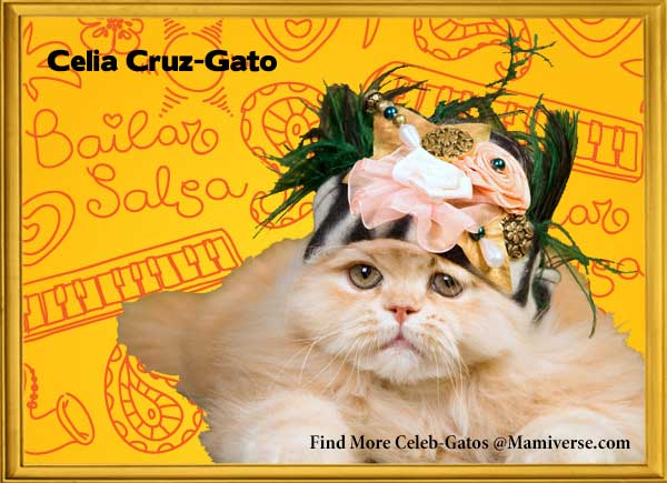 Celia Cruz-Gato Empowers Individuality!-SliderPhoto