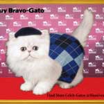 Chuy Bravo-Gato On His Own Terms!-SliderPhoto
