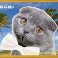 Pitbull-Gato I Know You Want Me Dale!-MainPhoto
