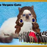 Sofía Vergara-Gato Delivers the Goods!-SliderPhoto