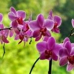12 Things You Never Knew About Orchids-MainPhoto
