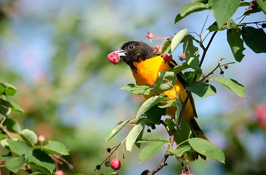 15 Reasons Why Bird-Watching Is Nature’s Yoga-Photo2