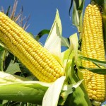 Do-I-Make-You-Corny--9-New-Ways-to-Make-Corn-on-the-Cob-MainPhoto