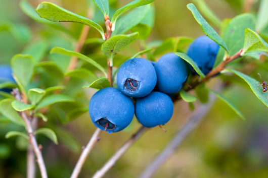 20-Facts-to-Know-About-Nature’s-Super-Fruit-Blueberries-photo11
