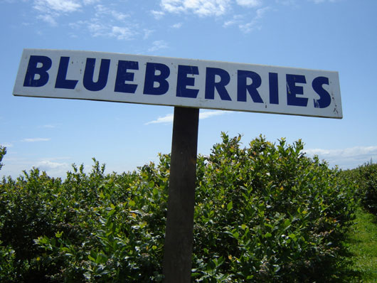 20-Facts-to-Know-About-Nature’s-Super-Fruit-Blueberries-photo15