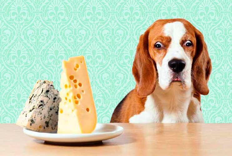 15 Foods to Keep Away from your Dog-MainPhoto
