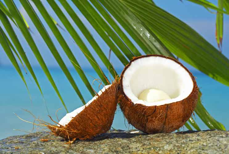 Coconut-Rage-20-Reasons-why-Coconuts-are-so-Hot-MainPhoto