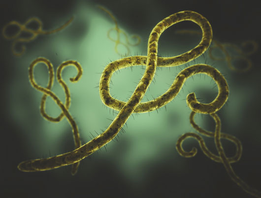 Health-First-10-Facts-you-Need-to-Know-About-the-Ebola-Virus-photo6