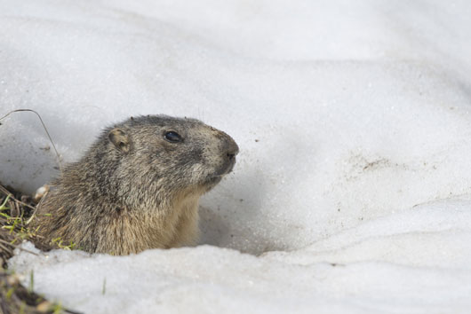 Groundhog-Day-Why-Does-it-Matter-Again--MainPhoto