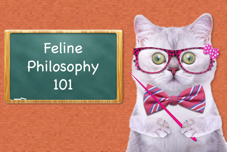 Feline-Philosophy-15-Lessons-You-Can-Only-Learn-from-a-Cat-MainPhoto
