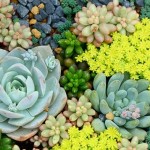 In-Praise-of-the-Prickly-How-to-Grow-&-Care-for-Succulent-Plants-MainPhoto