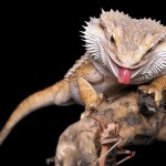 Wild-at-Home-8-New-Types-of-Exotic-Pets-You-Can-Call-Your-Own-MainPhoto