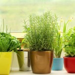 How-to-Grow-an-Indoor-Herb-Garden-You’ll-Actually-Use-MainPhoto
