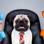 13-Reasons-to-Celebrate-Bring-Your-Dog-to-Work-Day-MainPhoto