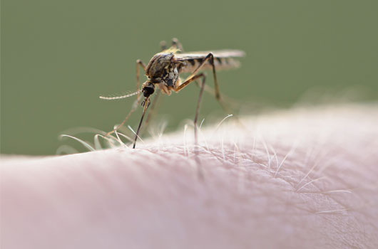Bugging-Out-10-Mosquito-Bites-You-Want-to-Avoid-Photo3