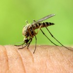 Bugging-Out-10-Mosquito-Types-You-Want-to-Avoid-MainPhoto